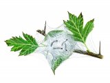 Illustration of Small Ermine Caterpillars (Yponomeuta padella) (#2208)