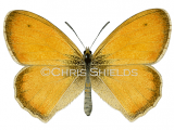 Illustration of Small Heath (Coenonympha pamphilus) (#2557)