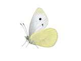 Illustration of Small White (Artogeia rapae) (#2169)