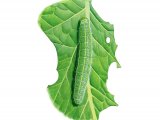 Illustration of Small White Caterpillar (Artogeia rapae) (#2681)