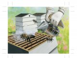 Illustration of Smoking the Bees at the Hive (#3895)