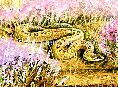 Illustration of Smooth Snake (Coronella austriaca) (#1227)