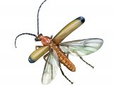 Illustration of Soldier Beetle (Rhagonych fulva) (#1445)