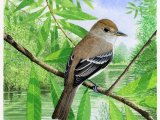 Illustration of Southwestern Willow Flycatcher (Empidonax traillii extimus) (#2307)