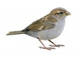 Illustration of Sparrow (House) juvenile (Passer domesticus) (#4168)