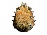 Illustration of Spider Crab carapace (Maja squinado) (#0753)
