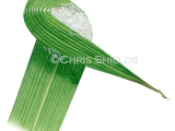 Illustration of Spider Egg Sac (Clubonia sp.) (#2914)