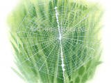Illustration of Spider Web (Cyclosa conica) (#2908)