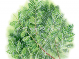 Illustration of Spider Web (Theridion sp.) (#2911)