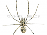 Illustration of Spitting Spider (Scytodes thoracica) (#4678)