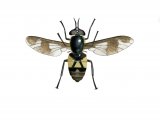 Illustration of Splayed Deerfly female (Chrysops caecutiens) (#4071)
