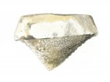 Illustration of Sponge Ventriculites preserved in flint (#0098)