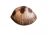 Illustration of Spotted Cowry (Trivia monacha) (#1898)
