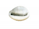 Illustration of Spotted cowrie (Trivia monacha) (#1976)