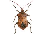 Illustration of Squash Bug (Coreus Marginatus) (#1703)