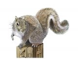 Illustration of Squirrel (Grey) Sciurus carolinensis (#3719)