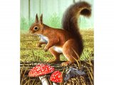 Illustration of Squirrel (Red) Sciurus vulgaris (#0581)
