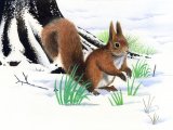Illustration of Squirrel (Red) Sciurus vulgaris (#1412)