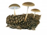 Illustration of Strobilurus esculentus (Spruce Conecap) (#3934)