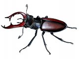Illustration of Stag Beetle (Lucanus cervus) (#1444)