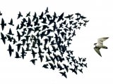 Illustration of Common Starling (Sturnus vulgaris) & Peregrine Falcon (Falco peregrinus) (#0768)