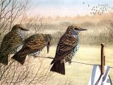 Illustration of Common Starlings (Sturnus vulgaris) (#1825)