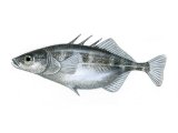 Illustration of Stickleback (Three-spined female) Gasterosteus aculeatus (#0192)