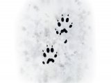 Illustration of Stoat tracks (Mustela erminea) (#4190)