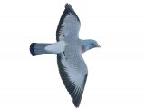 Illustration of Stock dove (Columba oenas) (#1236)