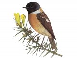 Illustration of Stonechat (Saxicola torquata) (#3714)