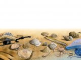 Illustration of Strandline (#2611)