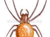 Illustration of Strawberry Spider (Araneus alsine) (#2637)