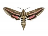 Illustration of Stripped Hawk Moth (Celerio livornica) (#1546)