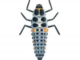 Illustration of Stripped Ladybird Larvae (Myzia oblongoguttata (#1801)