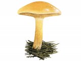 Illustration of Suillus bovinus (Bovine Bolete) (#2318)