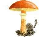 Illustration of Suillus grevillei (Larch Bolete) (#3173)
