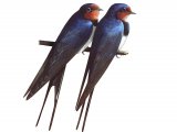 Illustration of Swallow (Hirundo rustica) (#3652)