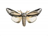 Illustration of Swallow Prominent (Pheosia tremula) (#2880)