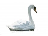 Illustration of Mute Swan (Cygnus olor) (#4197)