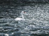 Illustration of Mute Swan (Cygnus olor) (#3302)