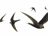 Illustration of Swift (Apus apus) (#0435)