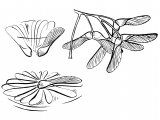 Illustration of Sycamore seeds (Acer pseudoplatanus) (#2189)