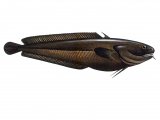 Illustration of Tadpole Fish (Raniceps raninus) (#1065)