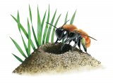 Illustration of Tawny Mining Bee (Andrena fulva) (#3805)