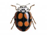 Illustration of Ten-spot Ladybird f.decempustulatus (Adalia 10-punctata) (#0911)
