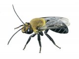 Illustration of Thistle Long-horned Bee (Melissodes desponsus) male (#3806)