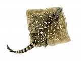 Illustration of Thornback Ray (Raja Claveta) (#0187)