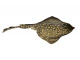 Illustration of Thornback Ray (Raja Claveta) (#2690)