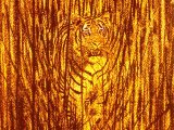 Illustration of Tiger (bengal) Panthera tigris tigris (#0576)