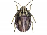 Illustration of Tortoise Bug (Eurygaster testudinuria) (#2147)